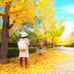 秩父ミューズパークで見られる色鮮やかなイチョウ並木！【埼玉】おすすめスポット