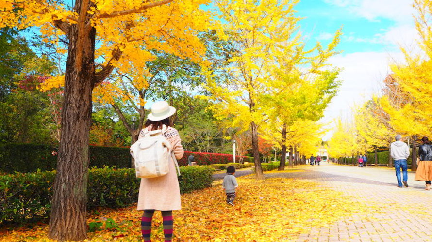 秩父ミューズパークで見られる色鮮やかなイチョウ並木！【埼玉】おすすめスポット