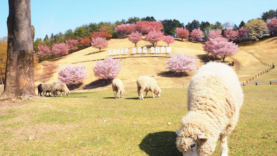 伊香保グリーン牧場は動物たちと触れ合える隠れた桜の名所！【群馬】おすすめスポット