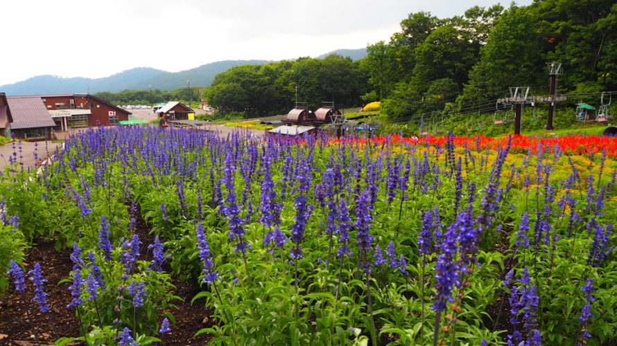 たんばらラベンダーパークは関東最大のラベンダー畑がある絶好の避暑地！【群馬】おすすめスポット