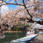敷島公園のお花見は桜と松林の鮮やかなコントラストが綺麗【群馬】おすすめイベント
