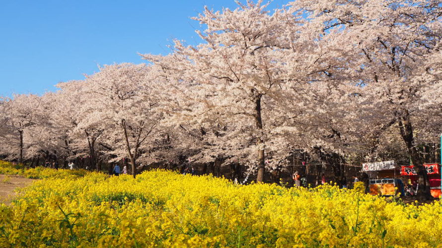 赤城南面千本桜は約1000本の桜が咲き誇る関東屈指のお花見スポット！【群馬】おすすめスポット