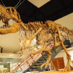 神流町恐竜センターは迫力のライブシアターが楽しめる関東の恐竜王国！【群馬】おすすめスポット