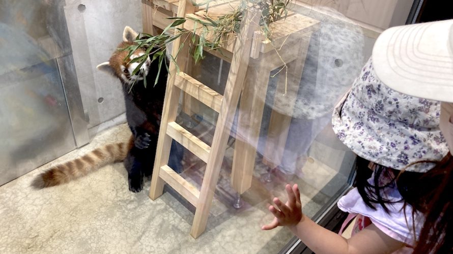 桐生が岡動物園に新しく仲間入りした可愛らしいレッサーパンダ舎！【群馬】おすすめスポット